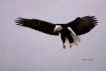 Alaska;Bald-Eagle;Flying-Bird;Haliaeetus-leucocephalus;Kenai-Peninsula;Photograp